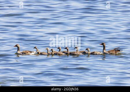 Graugans (Anser anser), Paar mit sieben Gänsen, Deutschland, Bayern Stockfoto