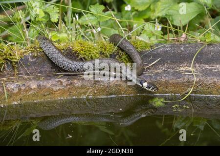 Grasnatter (Natrix natrix), am Rande eines Gartenteiches, mit Spiegelbild, Deutschland, Bayern, Isental Stockfoto