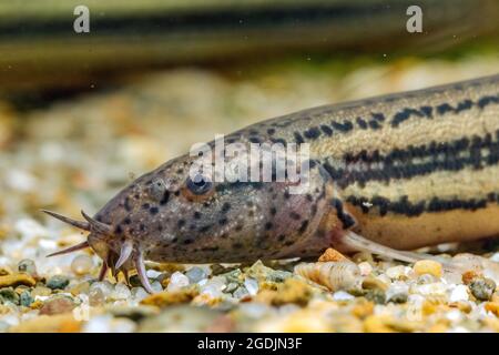 Wetterfisch (Misgurnus fossilis), Weibchen, Porträt Stockfoto