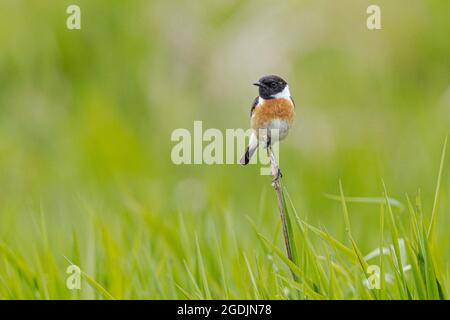 Gemeiner Stonechat (Saxicola rubicola, Saxicola torquata rubicola), Männchen mit Ausblicken, Deutschland, Bayern, Erdinger Moos Stockfoto