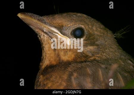 amsel (Turdus merula), Nestling, Portrait, Österreich Stockfoto