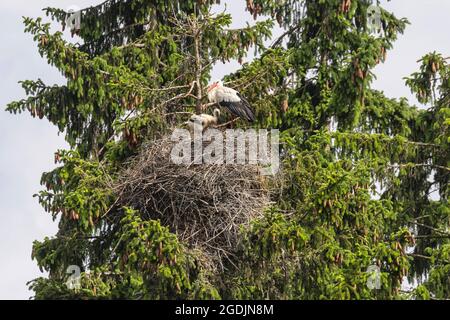 Weißstorch (Ciconia ciconia), Nest mit erwachsenen und jungen Menschen auf einer hohen Fichte, Deutschland, Bayern Stockfoto