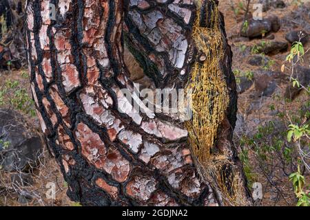 Kanarienkiefer (Pinus canariensis), Ein feuergezogener Stamm einer Kanarienkiefer mit einem frischen Harzfluss, der ein idealer Feuerbeschleuniger ist, Kanarienkiefer Stockfoto