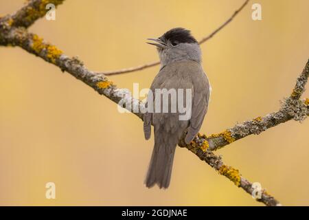 Blackcap (Sylvia atricapilla), singender Rüde, Deutschland, Bayern Stockfoto