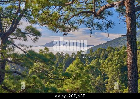 Kanarienkiefer (Pinus canariensis), Kanarienkiefer über den Handelswindwolken. Der Nord-West-Handelswind treibt die Wolken an die Hänge der Caldera de Stockfoto