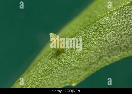 Kleiner weißer Kohlschmetterling, importierter Kohlwurm (Pieris rapae, Artogeia rapae), Ei auf Rucola-Blatt, Deutschland, Bayern Stockfoto