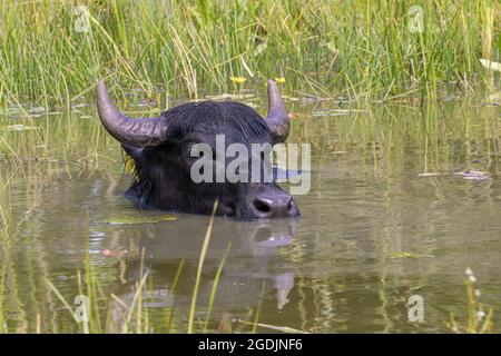 Asiatische Wasserbüffel, Anoas (Bubalus spec.), schwimmt im Teich, Portrait, Deutschland Stockfoto