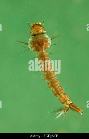 Mücken, Stechmücken (Culicidae), Larve, Deutschland, Bayern Stockfoto