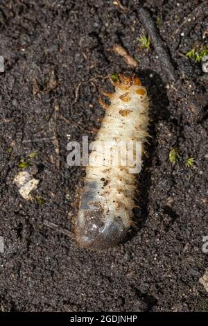 Rosenschäfer (Cetonia aurata), Chafer grub, Deutschland, Bayern Stockfoto
