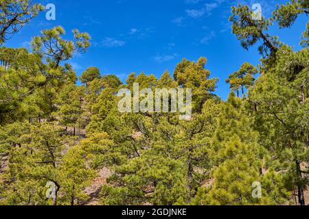 Kanarienkiefer (Pinus canariensis), Pinienwald am Hang der Caldera de Taburiente, Kanarische Inseln, La Palma, El Paso Stockfoto