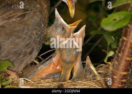 amsel (Turdus merula), Amsel-Weibchen, die Nestlinge im Nest füttert, Österreich Stockfoto