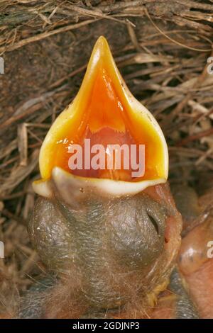 amsel (Turdus merula), Bettelnest, Porträt, Österreich Stockfoto