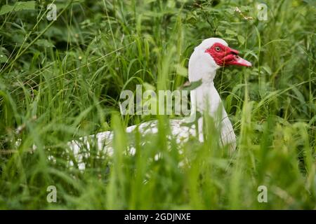 Barberente (Cairina moschata), steht auf einer Wiese Stockfoto