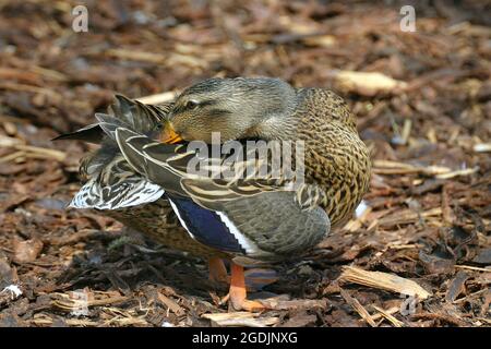 mallard (Anas platyrhynchos), Weibchen kümmert sich um sein Gefieder, Österreich Stockfoto