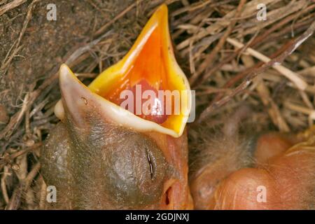 amsel (Turdus merula), Bettelnest, Porträt, Österreich Stockfoto