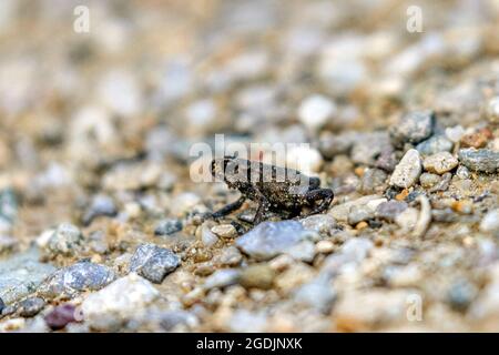 Europäische Kröte (Bufo bufo), 1cm, gerade fertig metamorphose, über eine Straße, Deutschland, Bayern Stockfoto