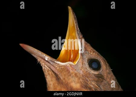 amsel (Turdus merula), Bettelnest, Porträt, Österreich Stockfoto