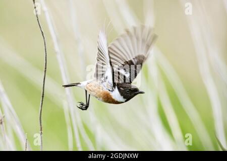 Gemeiner Stonechat (Saxicola rubicola, Saxicola torquata rubicola), Männchen im Flug, Deutschland Stockfoto