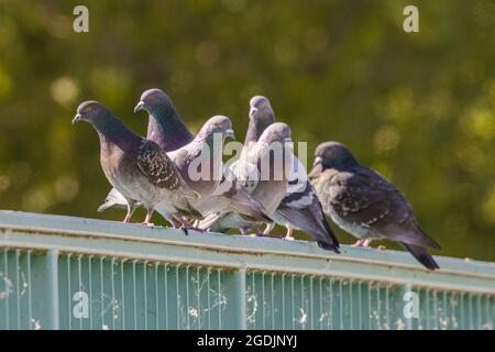 Haustaube, Wildtaube (Columba livia f. domestica), mehrere Tauben auf einem Brückengeländer, Deutschland, Bayern, Pliening Stockfoto