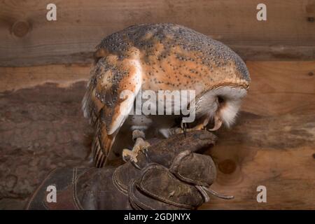 Stalleule (Tyto alba), sitzt auf einem Falknerhandschuh und knabbert daran Stockfoto