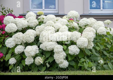 Wilde Hortensien (Hortensia arborescens 'Annabelle', Hortensia arborescens Annabelle), blühend, kultivierte Annabelle Stockfoto