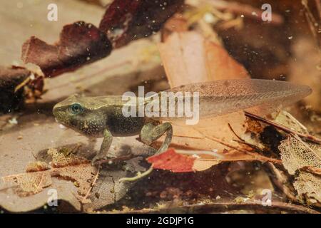 Gewöhnlicher Frosch, Grasfrosch (Rana temporaria), Kaulquappe kurz vor der Metamorphose, Deutschland Stockfoto