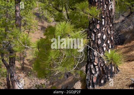 Kanarienkiefer (Pinus canariensis), ein Kiefernstamm der Kanarischen Inseln, der durch Feuer mit frischen Sprossen gekennzeichnet ist, Kanarische Inseln, La Palma, El Paso Stockfoto