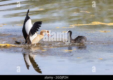 Schwarzer Ruß (Fulica atra), greift ägyptische Gans an, die sich dem Brutgebiet nähert, Deutschland, Bayern, Speichersee Stockfoto