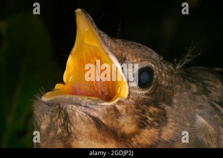amsel (Turdus merula), Bettelnest, Porträt, Österreich Stockfoto