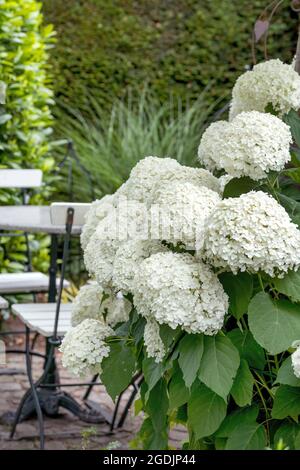 Wilde Hortensien (Hortensia arborescens 'Annabelle', Hortensia arborescens strong Annabelle), blühend, kultivierte starke Annabelle Stockfoto