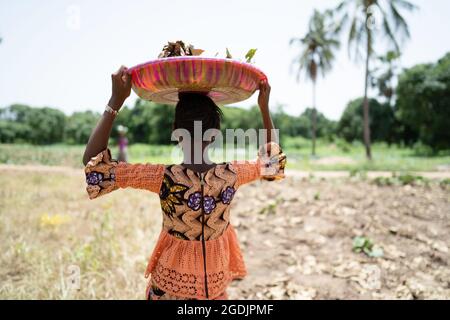 Schwarzes afrikanisches Mädchen in einem schönen orangefarbenen Kleid, das auf einem nicht kultivierten Feld steht und einen großen Teller getrockneter Blätter auf ihrem Kopf ausbalanciert Stockfoto