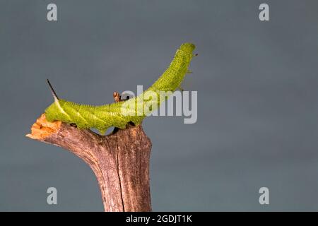 Eine Nahaufnahme der Raupe einer fünf gefleckten Falkenmotte, Manduca quinquemaculata. Die Raupe ist auch als Tomatenhornwurm bekannt. Stockfoto