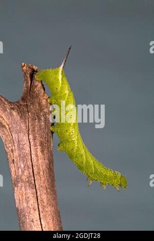 Eine Nahaufnahme der Raupe einer fünf gefleckten Falkenmotte, Manduca quinquemaculata. Die Raupe ist auch als Tomatenhornwurm bekannt. Stockfoto