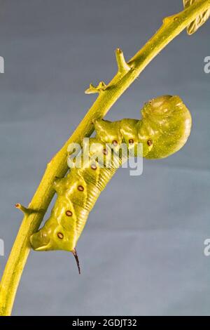 Eine Nahaufnahme der Raupe einer fünf gefleckten Falkenmotte, Manduca quinquemaculata. Die Raupe ist auch als Tomatenhornwurm bekannt. Stockfoto