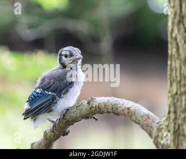 Bluejay Baby auf Ast gehockt. Stockfoto