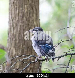 Bluejay Jungling auf dem Ast. Stockfoto