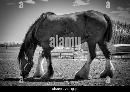 Ein Clydesdale grast auf einem Feld auf einer Farm in Wisconsin. Stockfoto