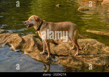 Gelber Labrador Retriever steht an einer steinernen Küste mit Blick auf das Wasser. Speicherplatz kopieren. Stockfoto