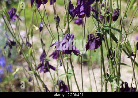 Zarte lila Columbine-Blüten blühen im Frühling Stockfoto