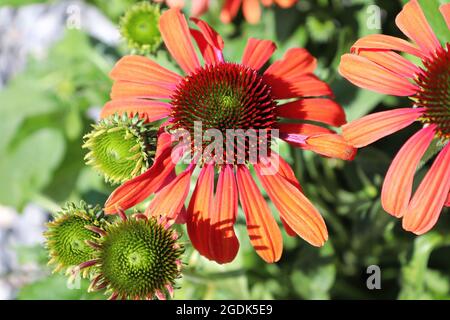 Leuchtend orange-rosa Blüten auf einer Kegelblume Stockfoto
