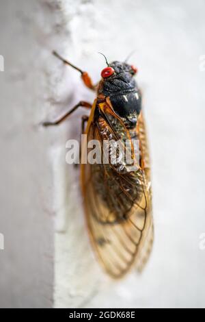 Cicada - Brut XCicada - Brut X - Magicicada Cassinii Stockfoto