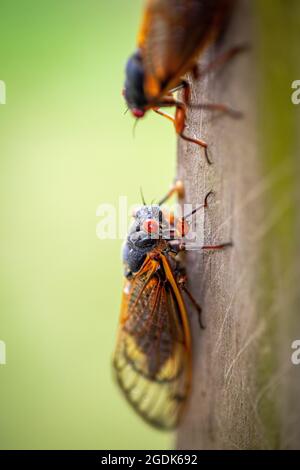 Cicada - Brut XCicada - Brut X - Magicicada Cassinii Stockfoto