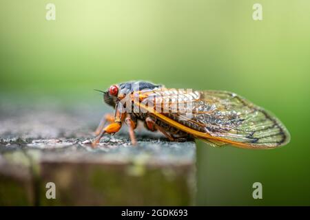 Cicada - Brut XCicada - Brut X - Magicicada Cassinii Stockfoto