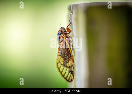 Cicada - Brut XCicada - Brut X - Magicicada Cassinii Stockfoto