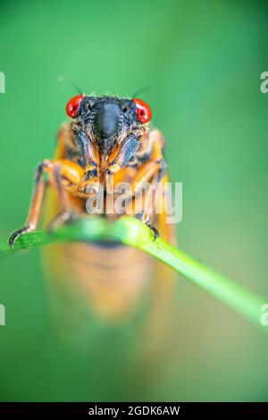 Cicada - Brut XCicada - Brut X - Magicicada Cassinii Stockfoto