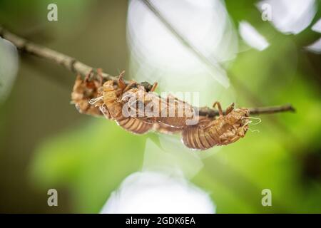 Cicada - Brut XCicada - Brut X - Magicicada Cassinii Stockfoto