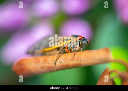 Cicada - Brut XCicada - Brut X - Magicicada Cassinii Stockfoto