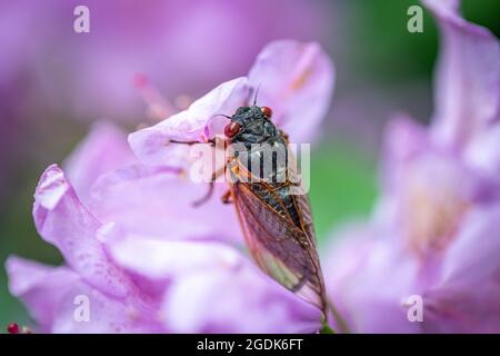 Cicada - Brut XCicada - Brut X - Magicicada Cassinii Stockfoto