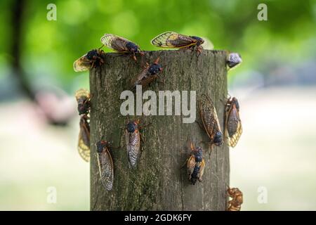 Cicada - Brut XCicada - Brut X - Magicicada Cassinii Stockfoto