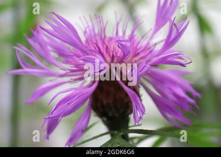 Seitenansicht der lila Kornblumen, die im Garten wachsen Stockfoto